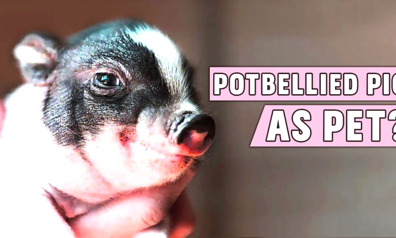 Potbellied Pigs