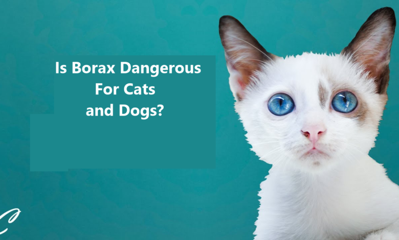 Borax Dangerous for Cats and Dogs