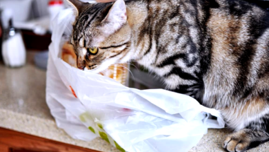 Cat Eats plastic