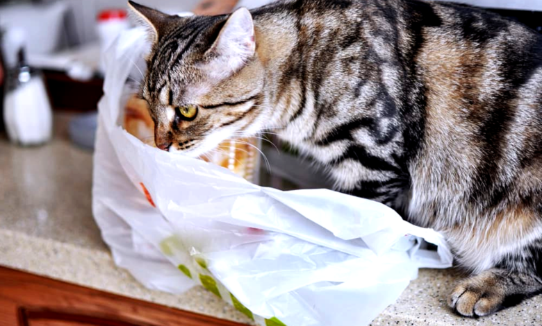 Cat Eats plastic