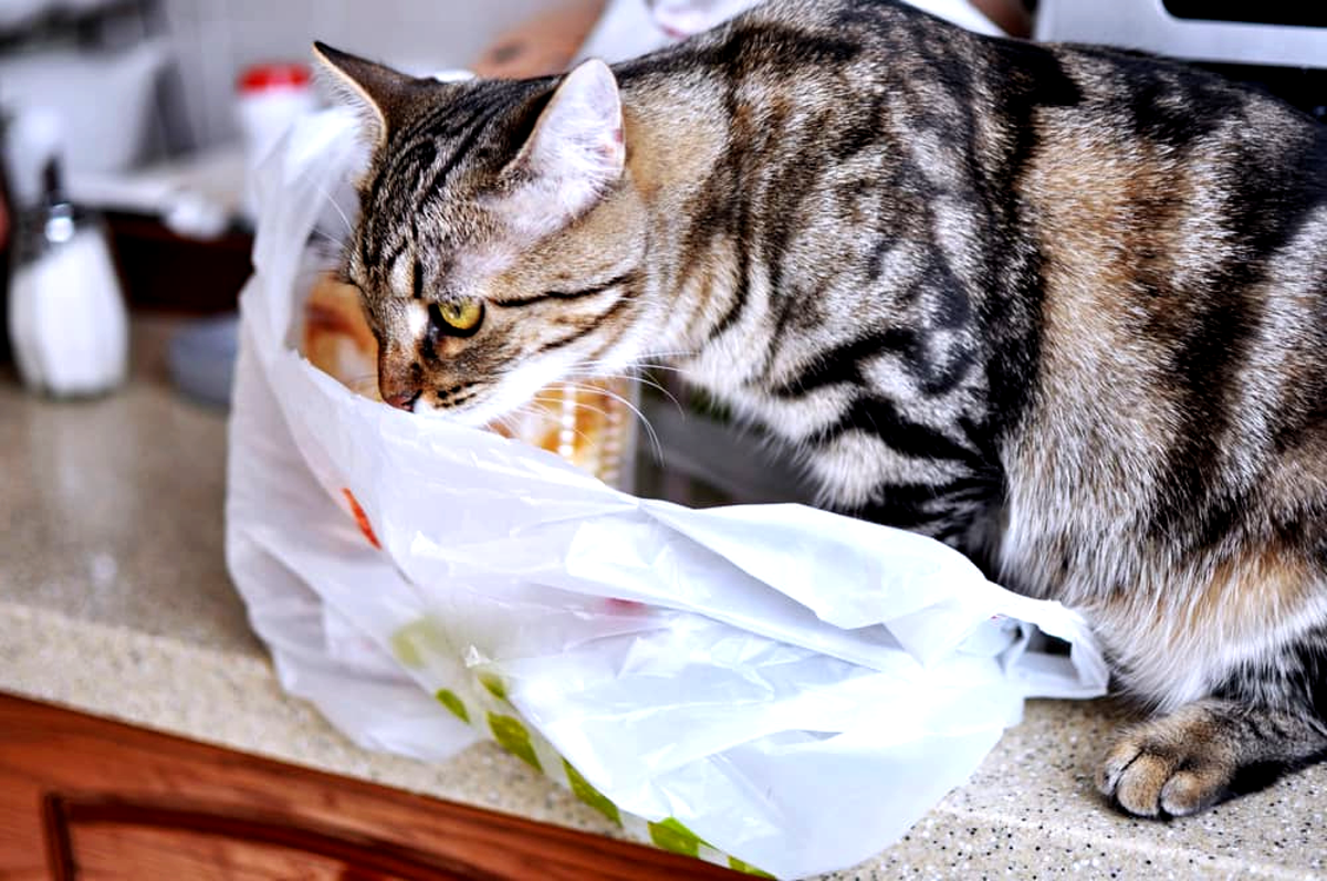 My Cat Eats Plastic But Why Petcare Mag my-cat-eats-plastic-but-why-petcare-mag