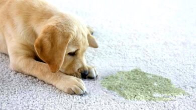 Cleaning Pet Urine From the Carpets