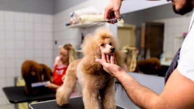 Dog Grooming Costs