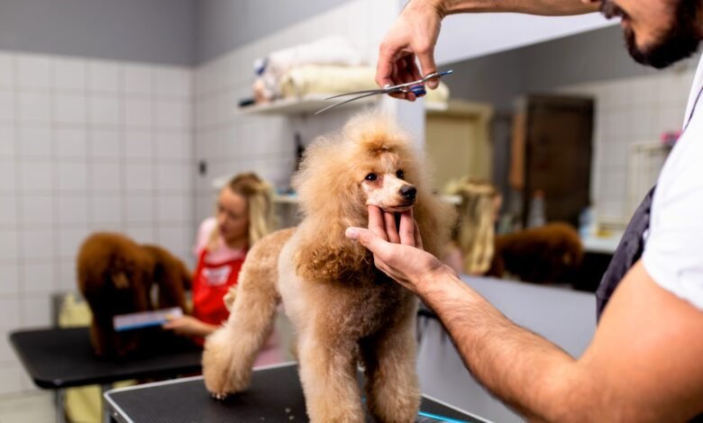 Dog Grooming Costs