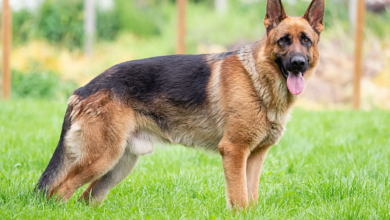 German Shepherd Dog Names