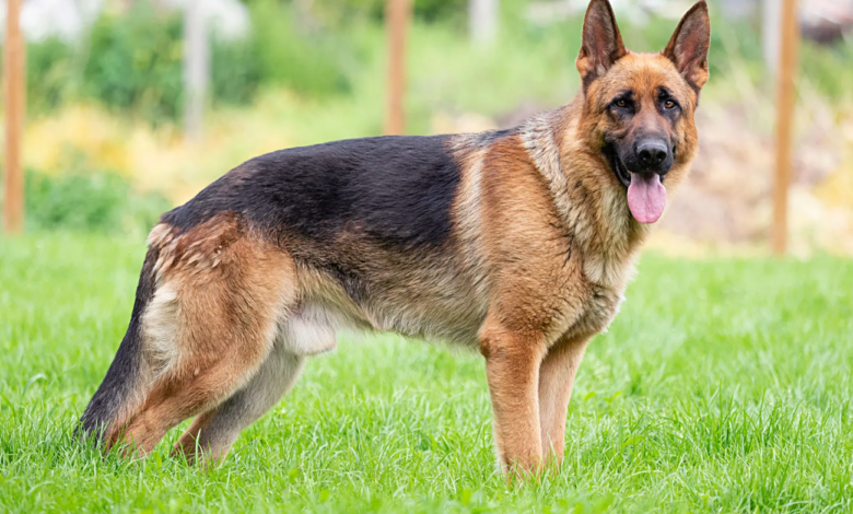 German Shepherd Dog Names