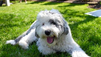 Sheepadoodle Breed