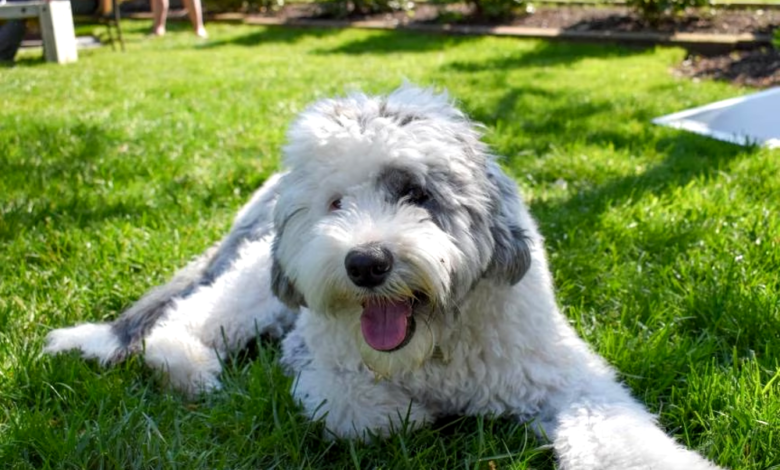 Sheepadoodle Breed