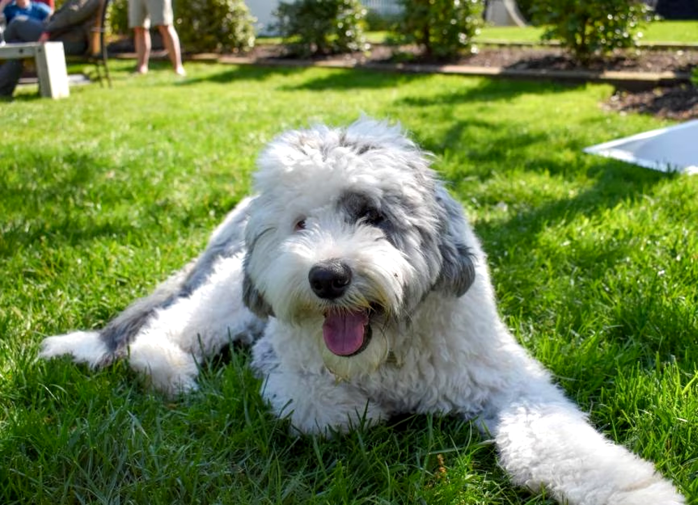 Sheepadoodle Breed: Everything You Want To Know - Petcare Mag