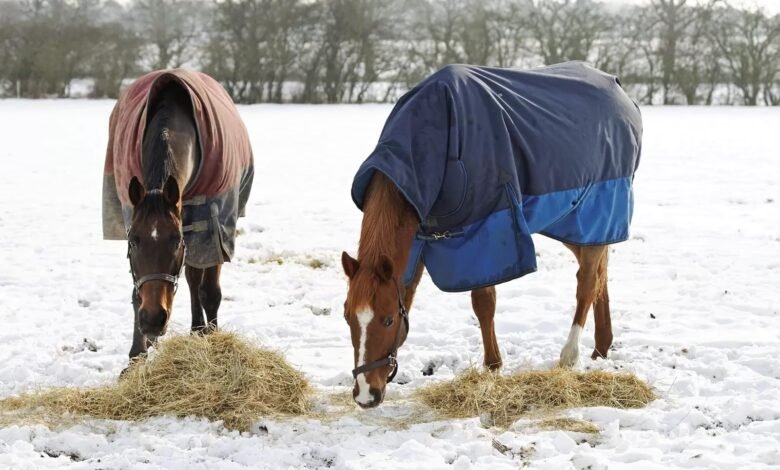 winter care for horses