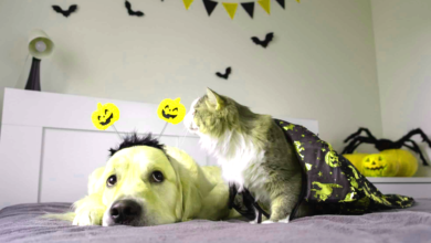 Halloween Pet Safety