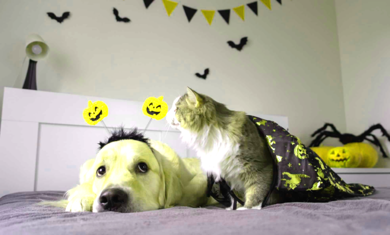 Halloween Pet Safety