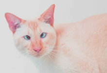 flame point siamese