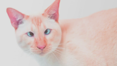 flame point siamese