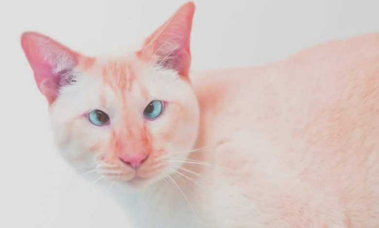 flame point siamese