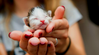 newborn kitten care