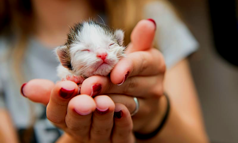 newborn kitten care