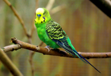 parakeet care