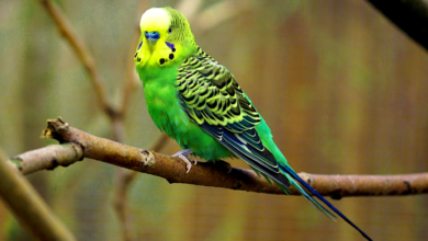 parakeet care