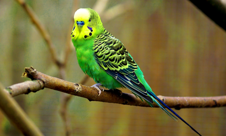 parakeet care