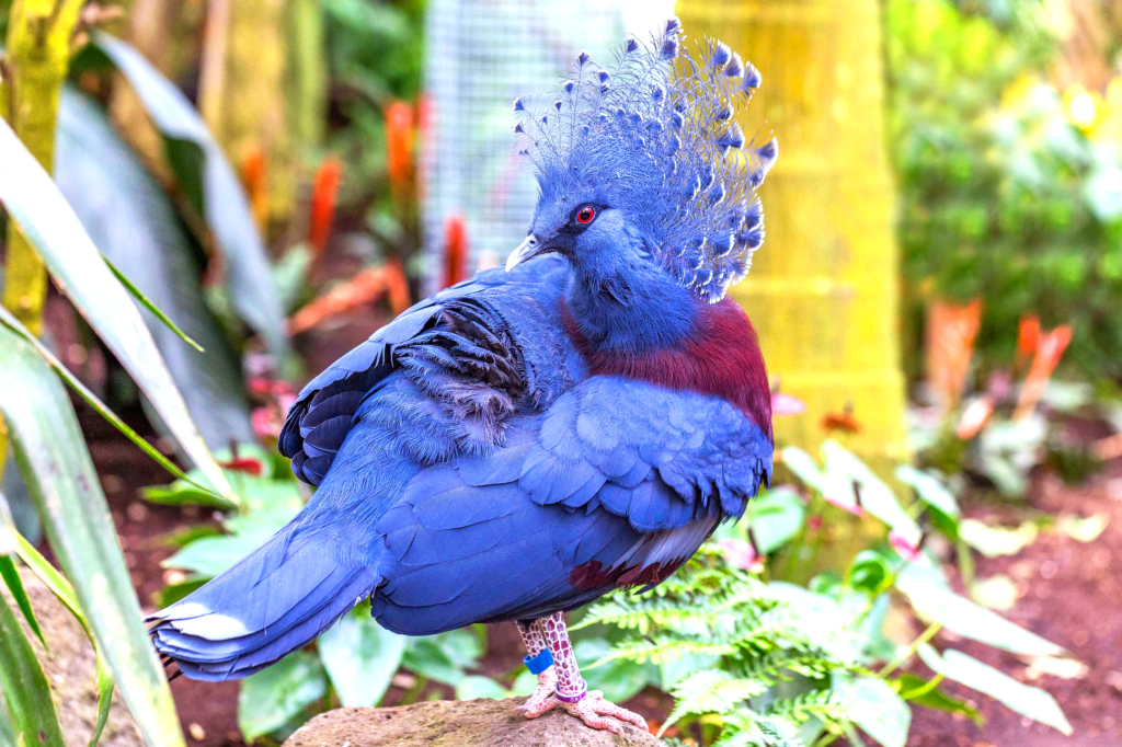 Fascinating Facts about Victoria Crowned Pigeons - Petcare Mag