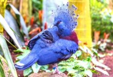 victoria crowned pigeon