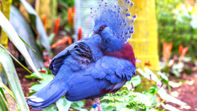 victoria crowned pigeon