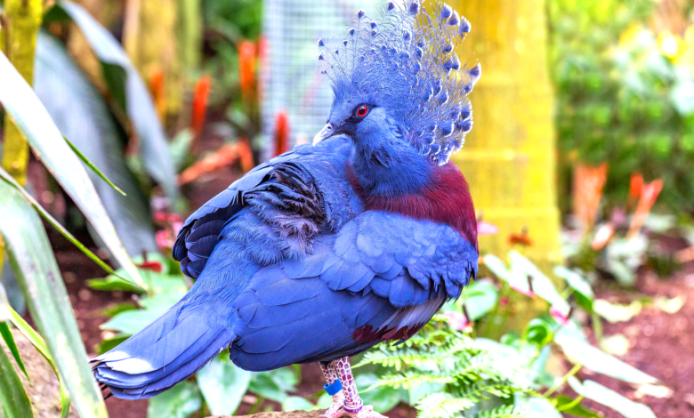 victoria crowned pigeon