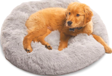 Calming Beds for Anxious Dogs