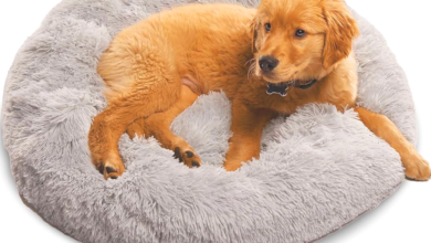 Calming Beds for Anxious Dogs