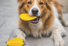 dogs eat mango