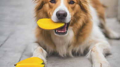 dogs eat mango