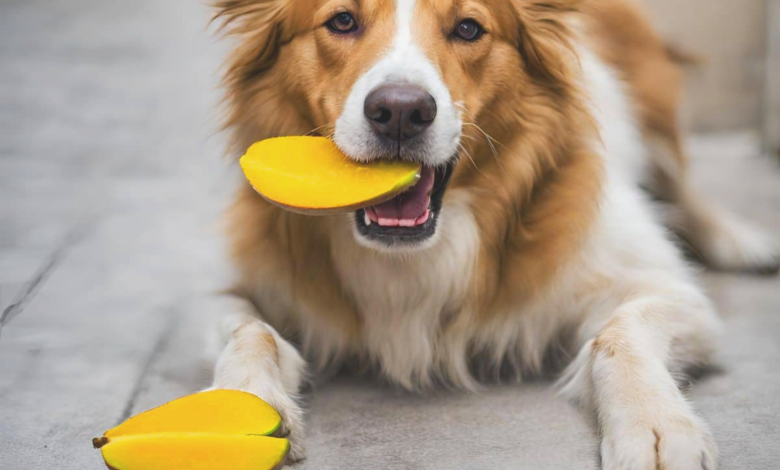 dogs eat mango