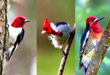 red headed birds