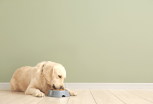 Natural Pet Foods