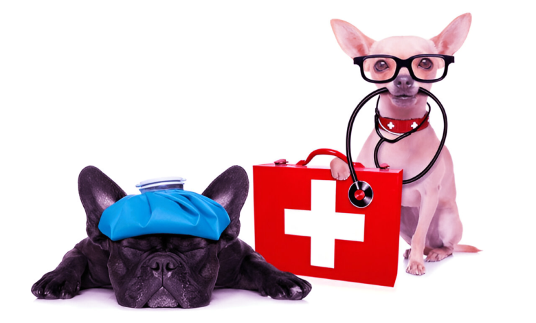 Pet Emergency Care