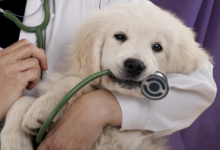 Pet Health