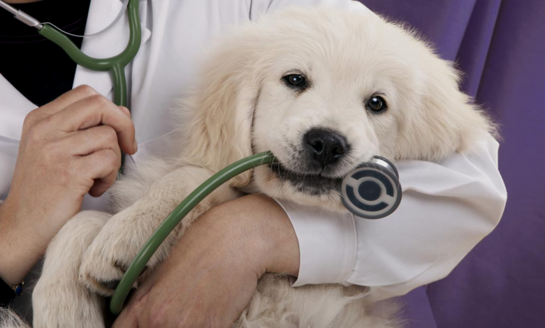 Pet Health