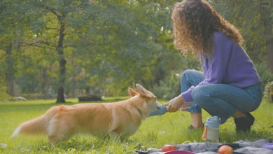 Dehydration in Pets