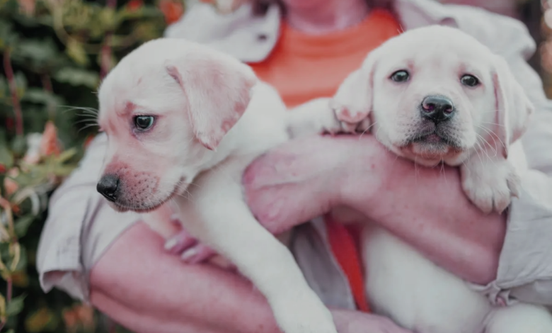 Dog Breeds