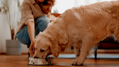 Pet Food
