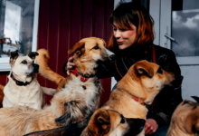 Animal Shelters