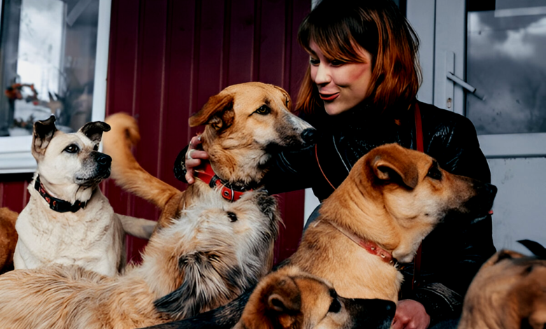 Animal Shelters