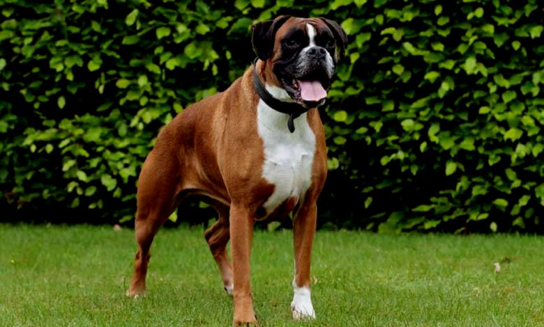 Breed Spotlight