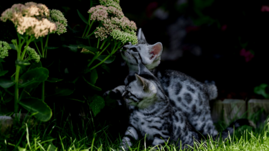 Cat Breeds