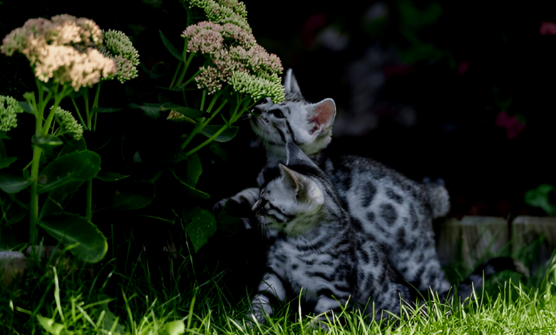 Cat Breeds
