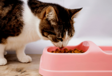 Cat Food