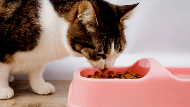 Cat Food