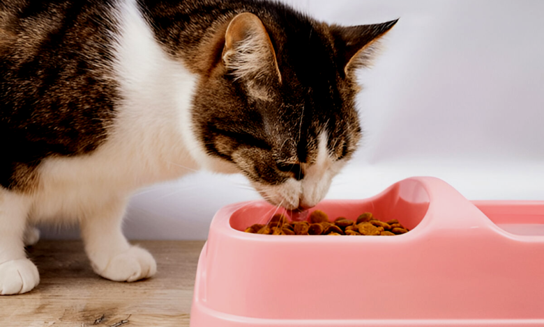 Cat Food
