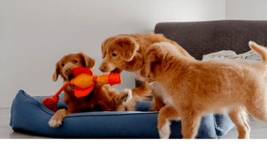 Dog Breeds